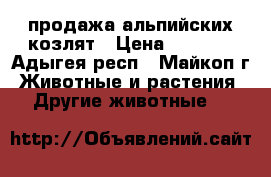 продажа альпийских козлят › Цена ­ 5 000 - Адыгея респ., Майкоп г. Животные и растения » Другие животные   
